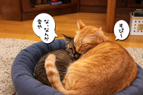 猫違い_d0355333_19253720.jpg