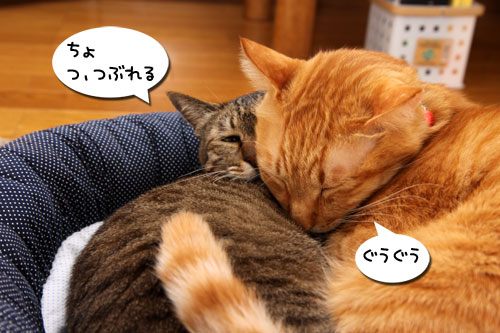 猫違い_d0355333_19253722.jpg