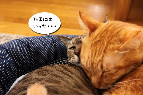 猫違い_d0355333_19253742.jpg