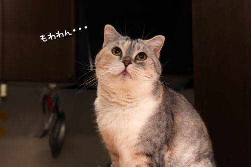 毛だらけ仲間へのお誘い_d0355333_19253845.jpg