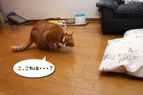 あれは、何?★追記あり_d0355333_19253850.jpg