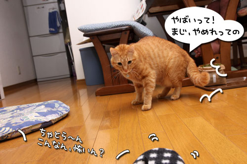 あれは、何?★追記あり_d0355333_19253904.jpg