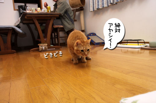 あれは、何?★追記あり_d0355333_19253932.jpg