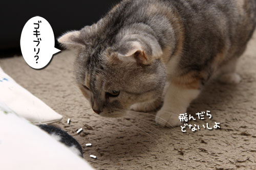 あれは、何?★追記あり_d0355333_19253995.jpg