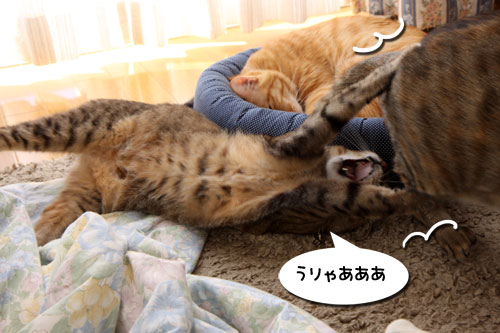 TVタックルに突っ込みながら_d0355333_19254928.jpg