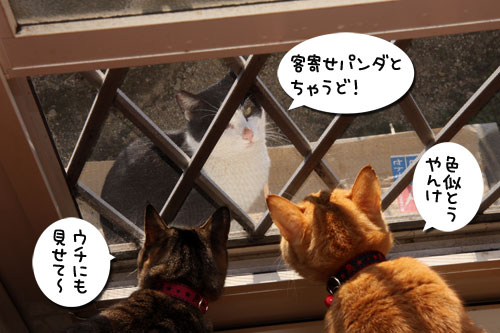 窓際の銀ちゃん_d0355333_19255680.jpg