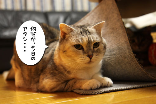 突然わくわく_d0355333_19255805.jpg