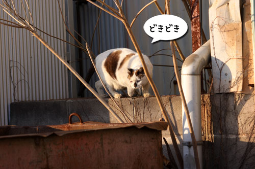 工場猫おかんの話_d0355333_19255904.jpg