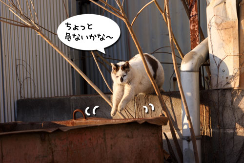 工場猫おかんの話_d0355333_19255906.jpg