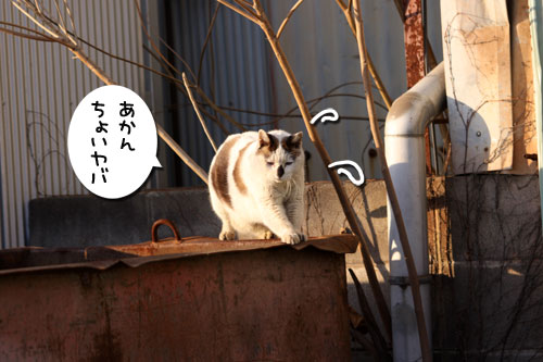 工場猫おかんの話_d0355333_19255994.jpg