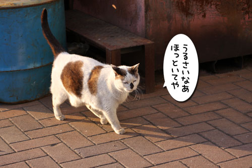 工場猫おかんの話_d0355333_19260004.jpg