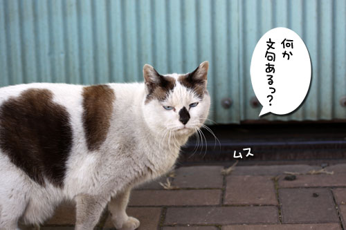 工場猫おかんの話_d0355333_19260048.jpg