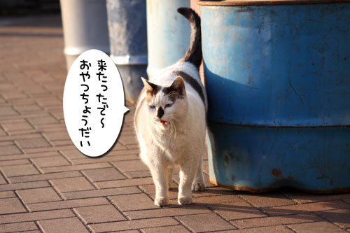 工場猫おかんの話_d0355333_19260076.jpg