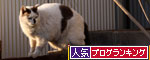 工場猫おかんの話_d0355333_19260077.jpg