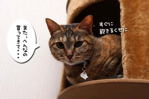タジン鍋がやってきた!_d0355333_19260191.jpg
