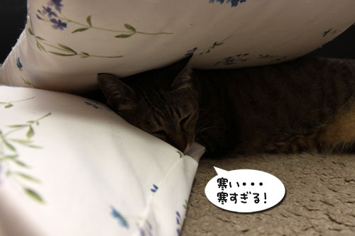 立春とは名ばかり_d0355333_19262515.jpg
