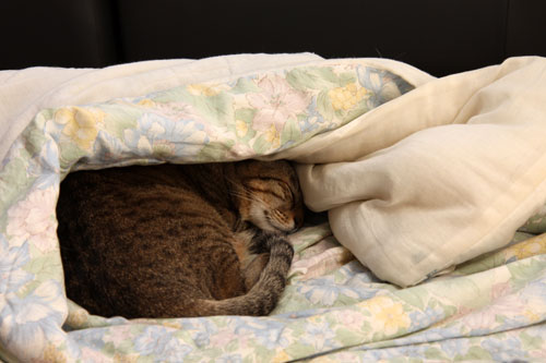 立春とは名ばかり_d0355333_19262573.jpg