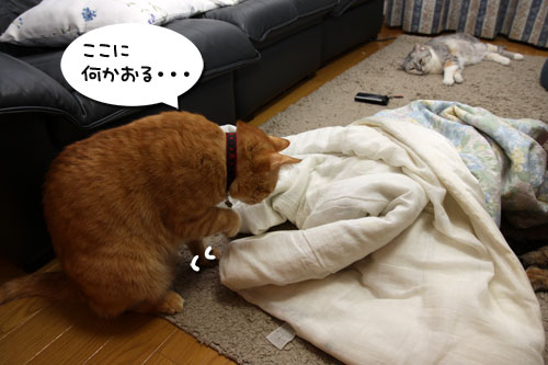 立春とは名ばかり_d0355333_19262639.jpg