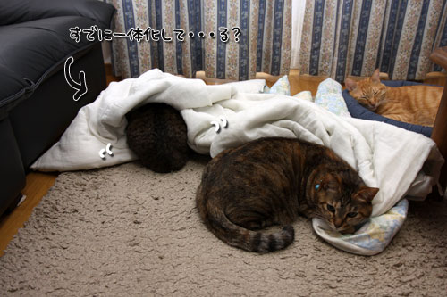 立春とは名ばかり_d0355333_19262660.jpg