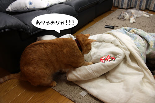 立春とは名ばかり_d0355333_19262796.jpg