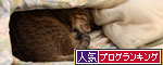 縞模様のパジャマの少年_d0355333_19262895.jpg