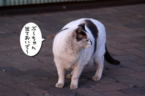 おかんとぶーちゃん_d0355333_19264251.jpg