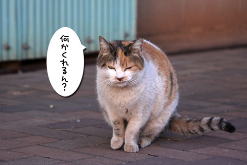 おかんとぶーちゃん_d0355333_19264254.jpg