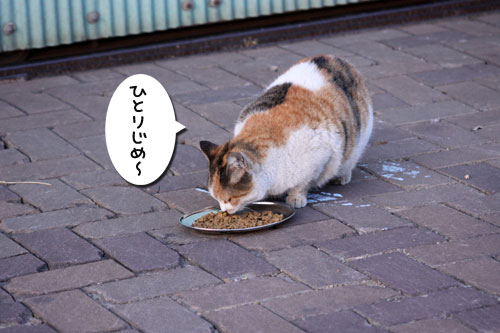 おかんとぶーちゃん_d0355333_19264303.jpg