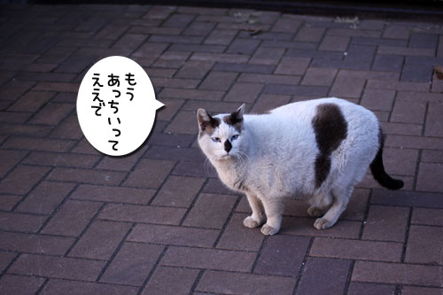 おかんとぶーちゃん_d0355333_19264327.jpg