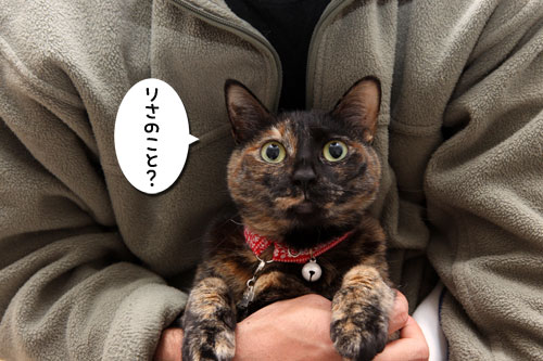神さまがくれた不思議柄_d0355333_19264402.jpg