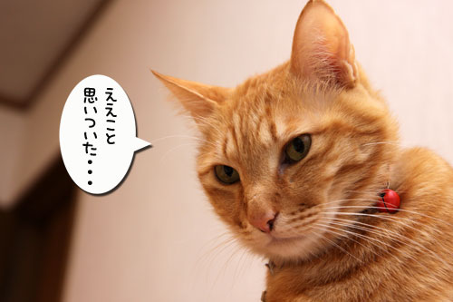 独り占めには出来ず。_d0355333_19270026.jpg