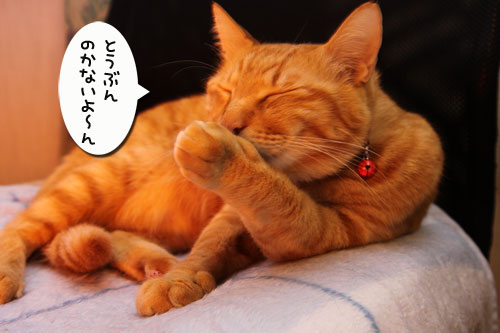 独り占めには出来ず。_d0355333_19270159.jpg