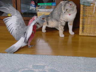 ちょびちゃんの話_d0355333_19270834.jpg