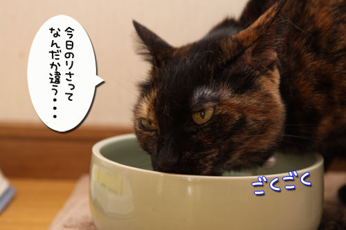 飼い主に似るってホント?_d0355333_19271533.jpg