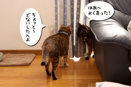 飼い主に似るってホント?_d0355333_19271584.jpg