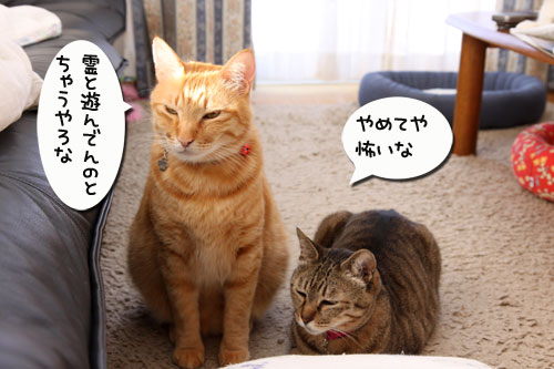 飼い主に似るってホント?_d0355333_19271619.jpg
