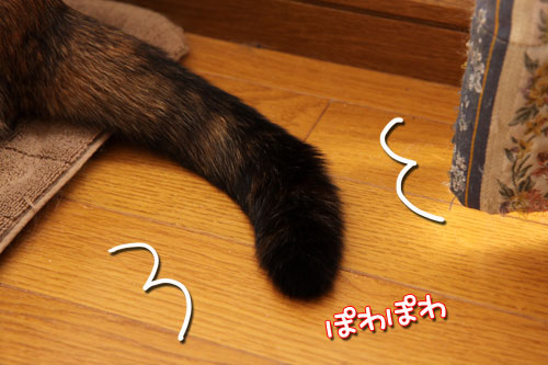 飼い主に似るってホント?_d0355333_19271691.jpg