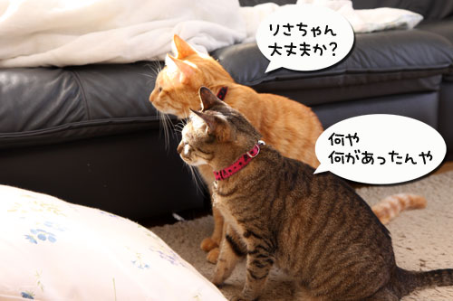 飼い主に似るってホント?_d0355333_19271699.jpg