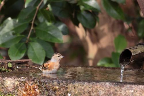 野鳥とにゃんこ_d0355333_19271704.jpg