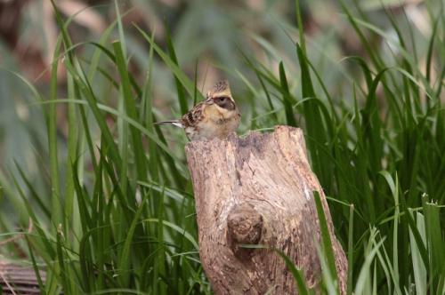 野鳥とにゃんこ_d0355333_19271959.jpg