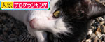 ご飯比べ_d0355333_19272718.jpg