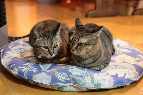 ねこの日_d0355333_19273016.jpg