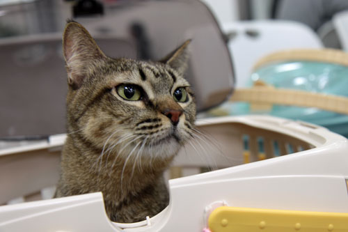 ねこの日_d0355333_19273017.jpg
