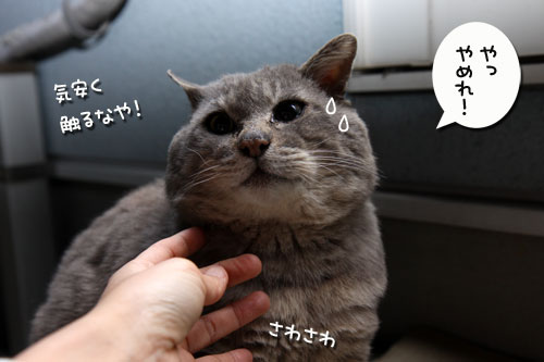 ぐれ隊長の近況_d0355333_19273408.jpg