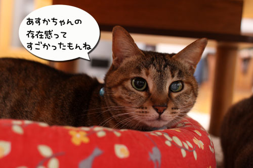 ちゃとらん流元気づけ技_d0355333_19274428.jpg