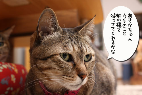 ちゃとらん流元気づけ技_d0355333_19274560.jpg