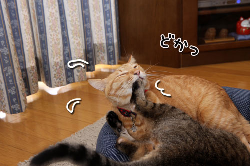ちゃとらん流元気づけ技_d0355333_19274583.jpg