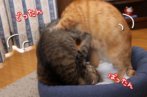 ちゃとらん流元気づけ技_d0355333_19274630.jpg