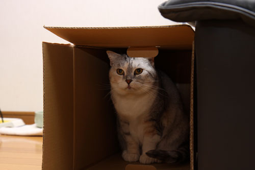 不気味なみかん箱_d0355333_19274807.jpg