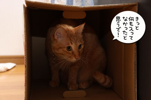 不気味なみかん箱_d0355333_19274984.jpg